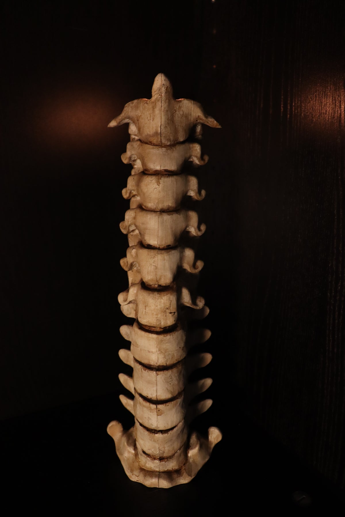 Spine Candle Holder bone white overhead view showing circular tealight well and vertebral detail