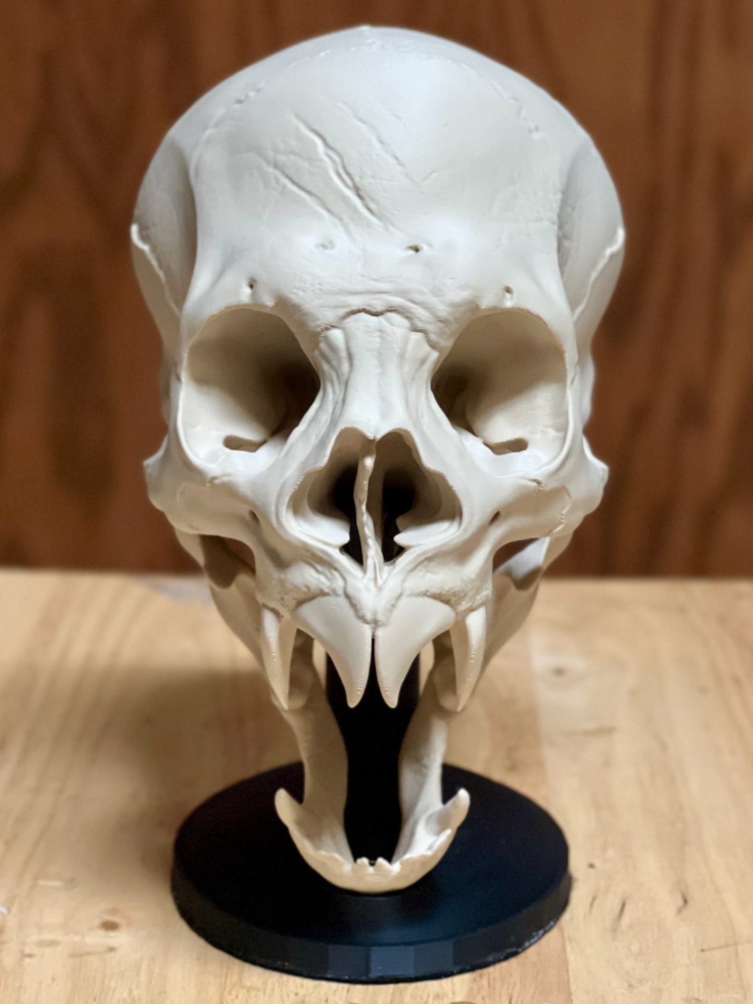 Vampire Skull Sculpture — rear view showing full cranial suture line detail across parietal and occipital bones on black display stand, wood background