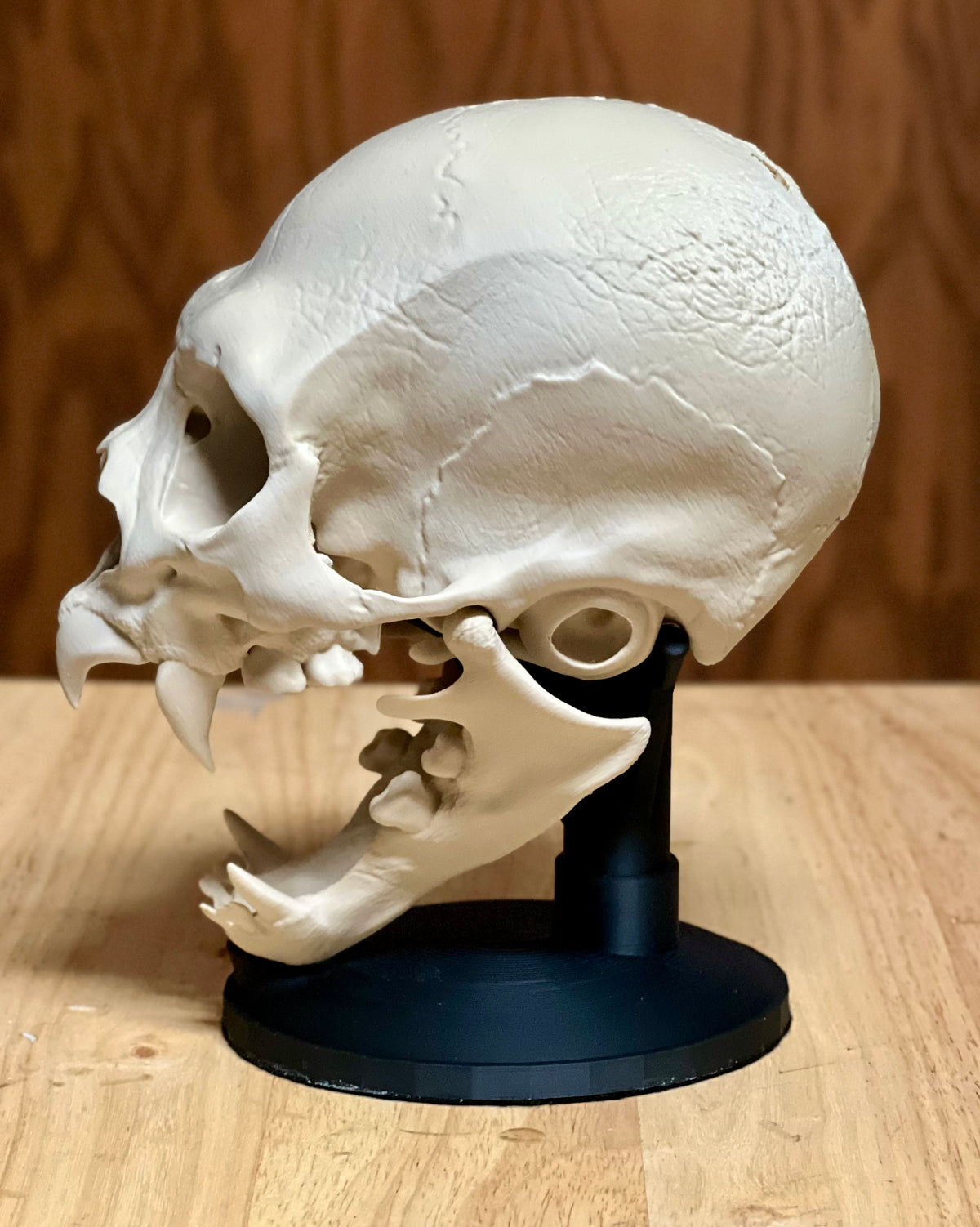 Vampire Skull Sculpture — side profile view showing elongated cranium dome, full jaw hinge anatomy, exposed fangs and black display stand pedestal on wood surface