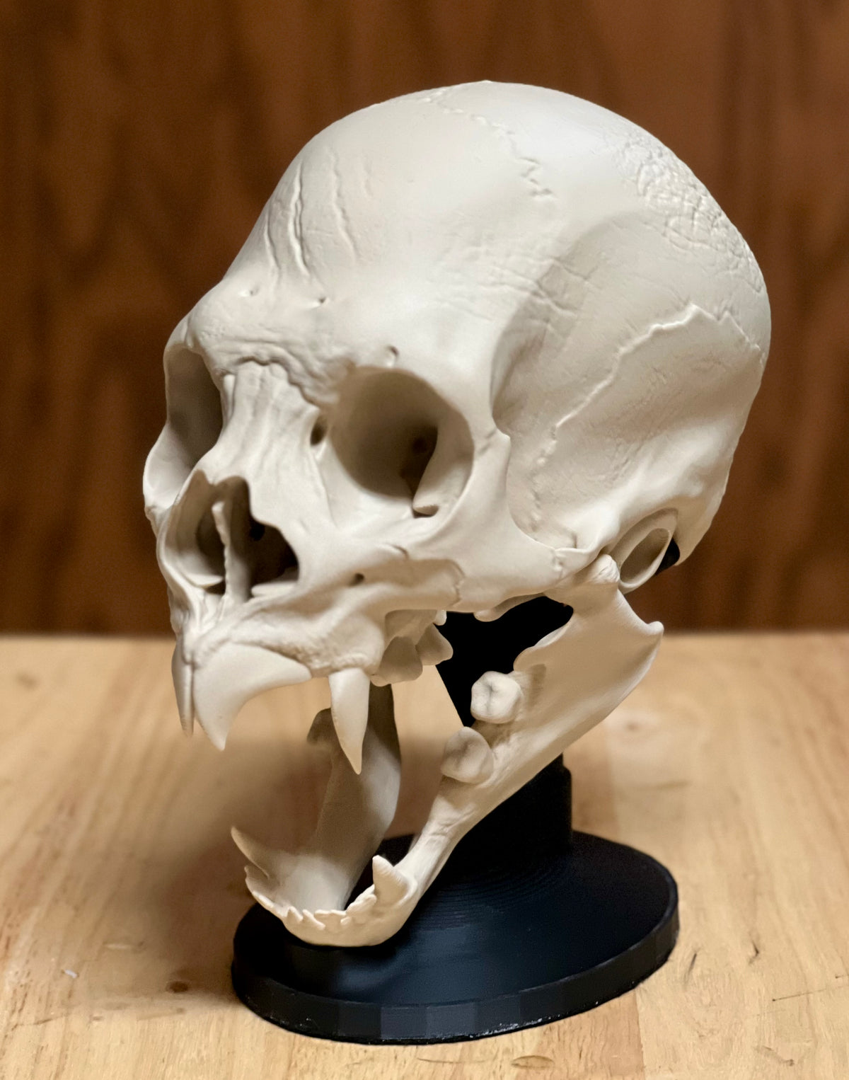 Vampire Skull Sculpture — three-quarter side view showing cranial dome, deep orbital cavity, open jaw with fangs and full stand structure on wood surface