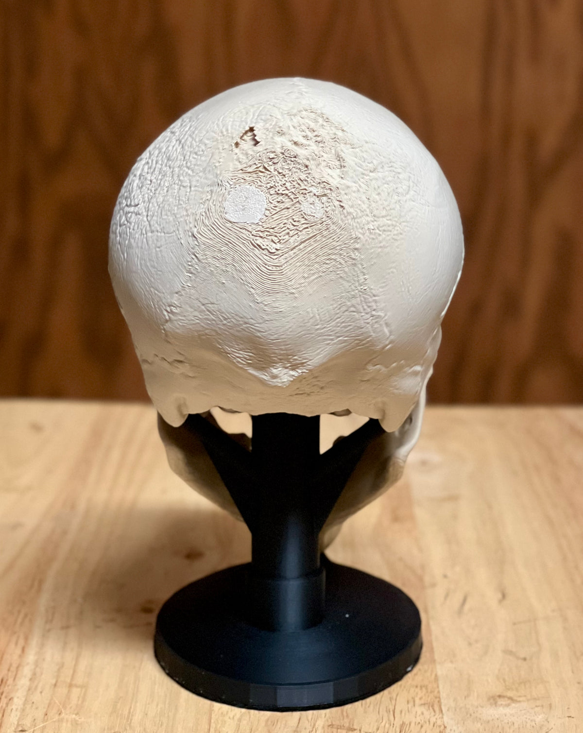 Vampire Skull Sculpture — front three-quarter view showing full skull face with open fanged jaw and cranial suture detail on black display stand, warm wood background