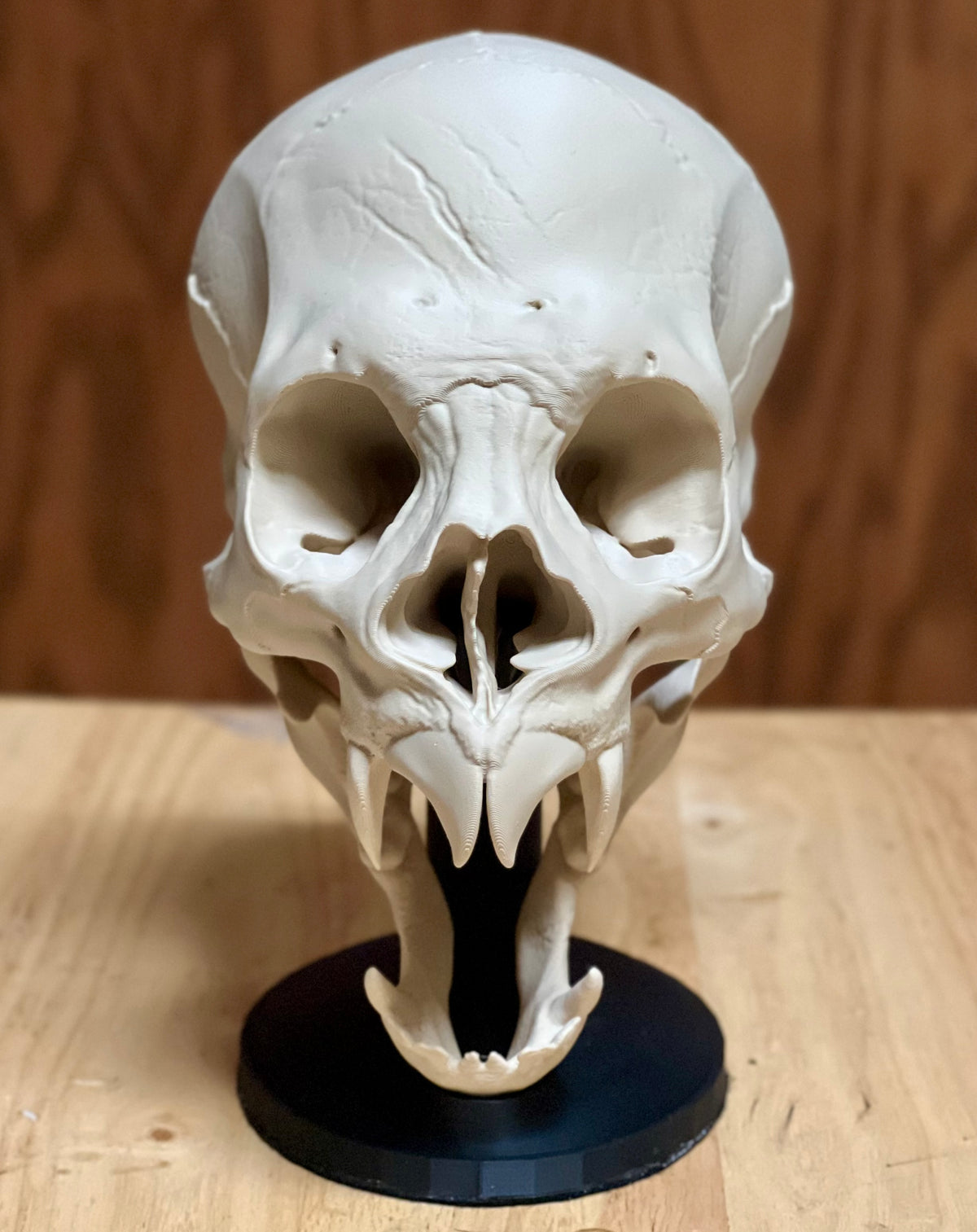 Vampire Skull Sculpture — front view showing elongated cranium, wide orbital cavities, flattened nasal structure and open four-fang jaw on black display stand, warm wood background