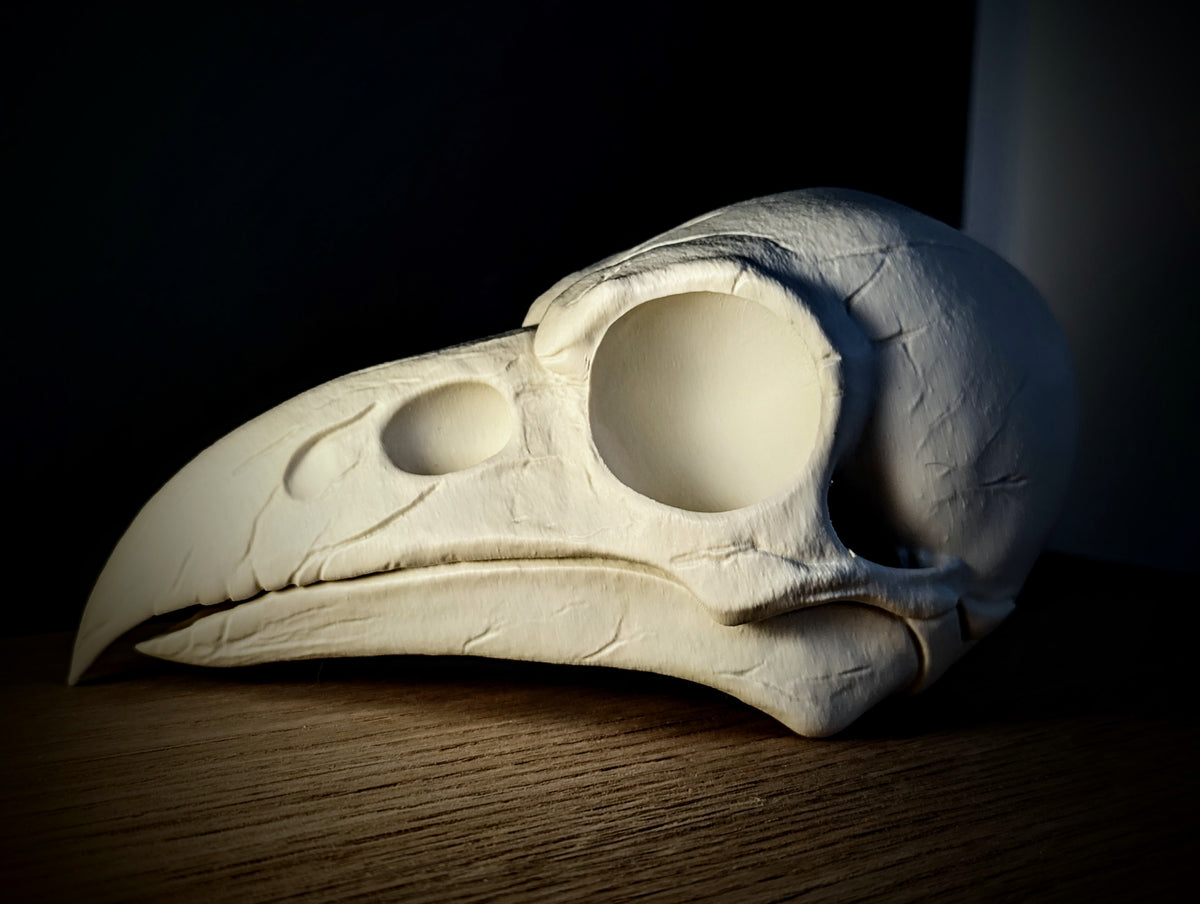 Anatomical Raven Skull Sculpture in white — right side profile showing rounded posterior cranium, orbital cavity depth and full beak taper on dark oak surface