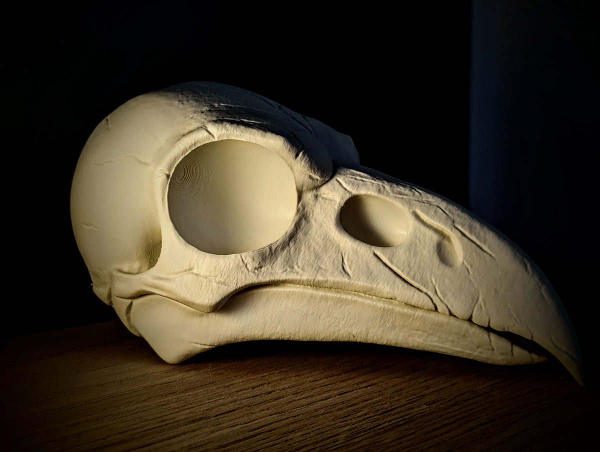 Anatomical Raven Skull Sculpture in bone white — right rear three-quarter view showing full posterior cranium, cranial suture lines and beak structure in atmospheric dark setting