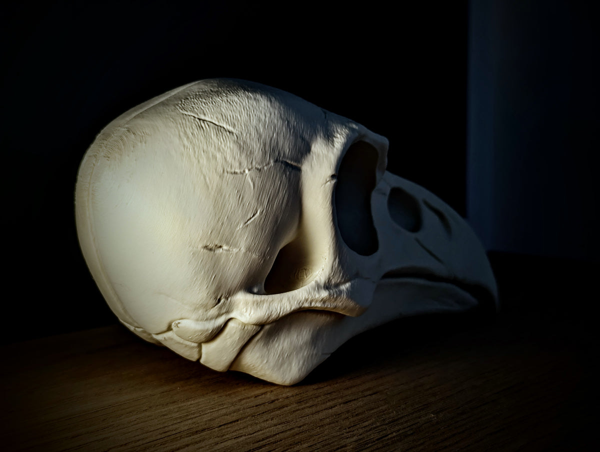 Anatomical Raven Skull Sculpture — top-down rear view showing full cranial dome suture lines and dorsal beak ridge in dramatic directional lighting