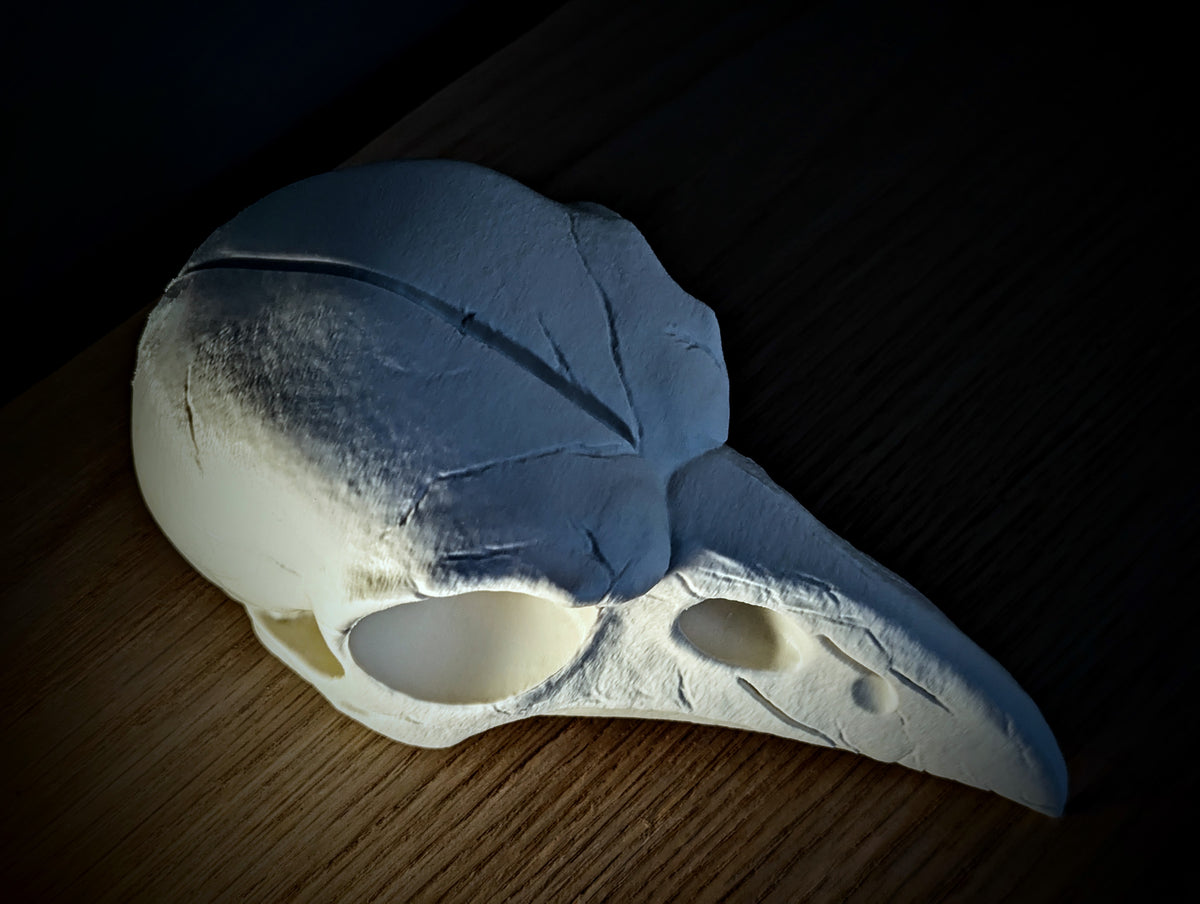 Anatomical Raven Skull Sculpture in white — right side profile showing large orbital cavity, full fenestrated beak structure and cranial suture cracking in atmospheric dark setting