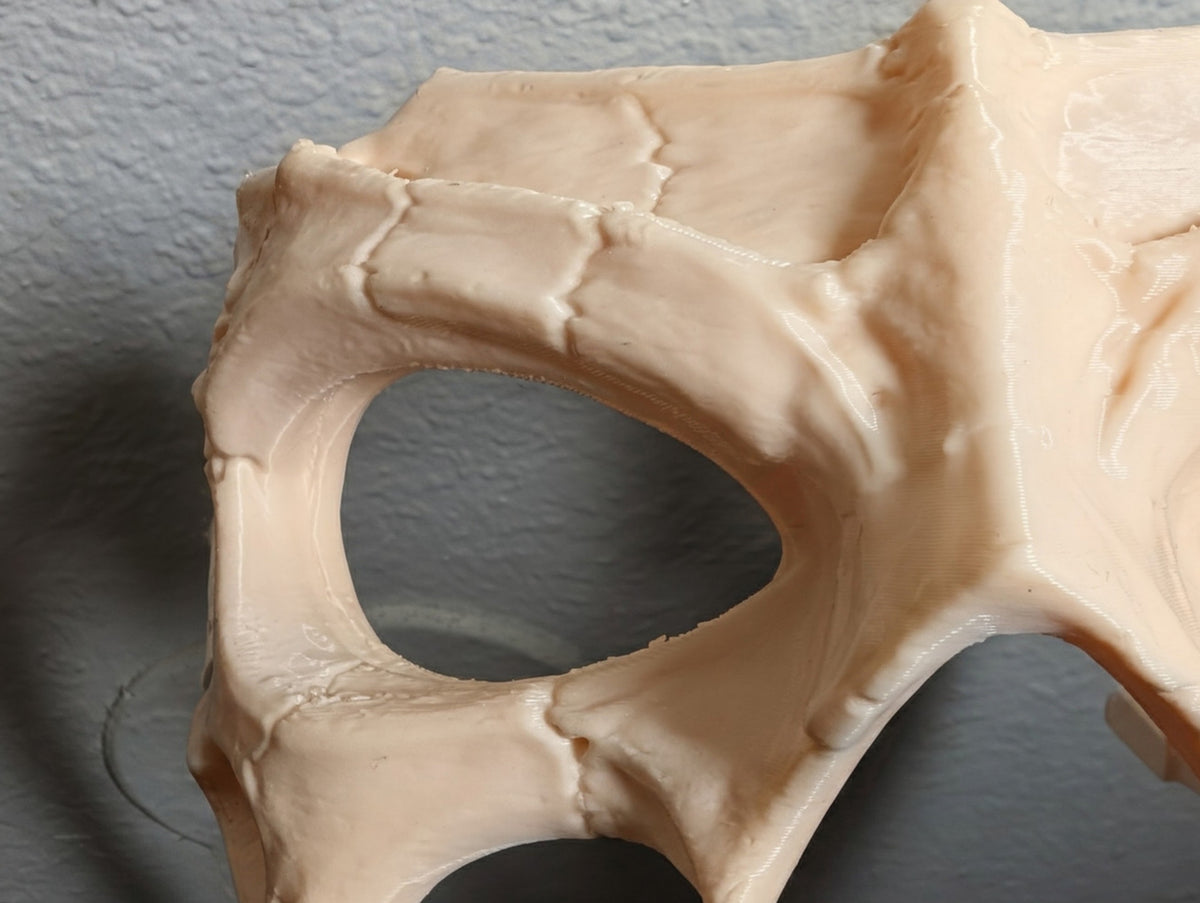Close-up of the cracked-bone texture and raised detail around an eye opening.
