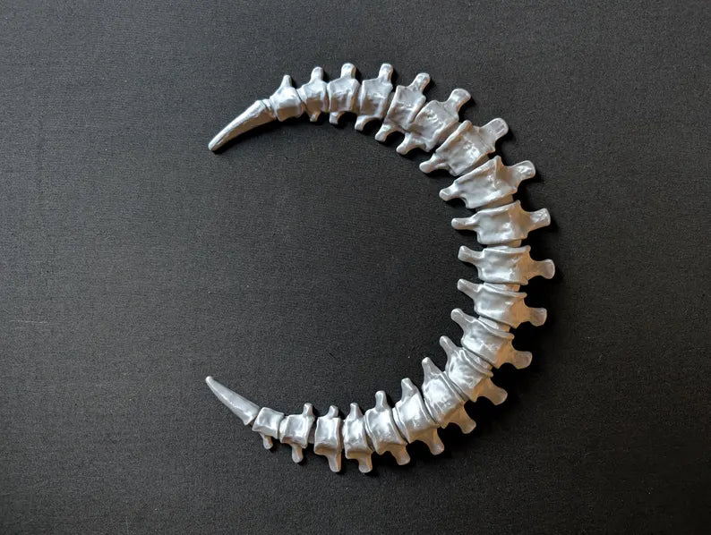 Pale Spinal Moon mounted on a textured wall